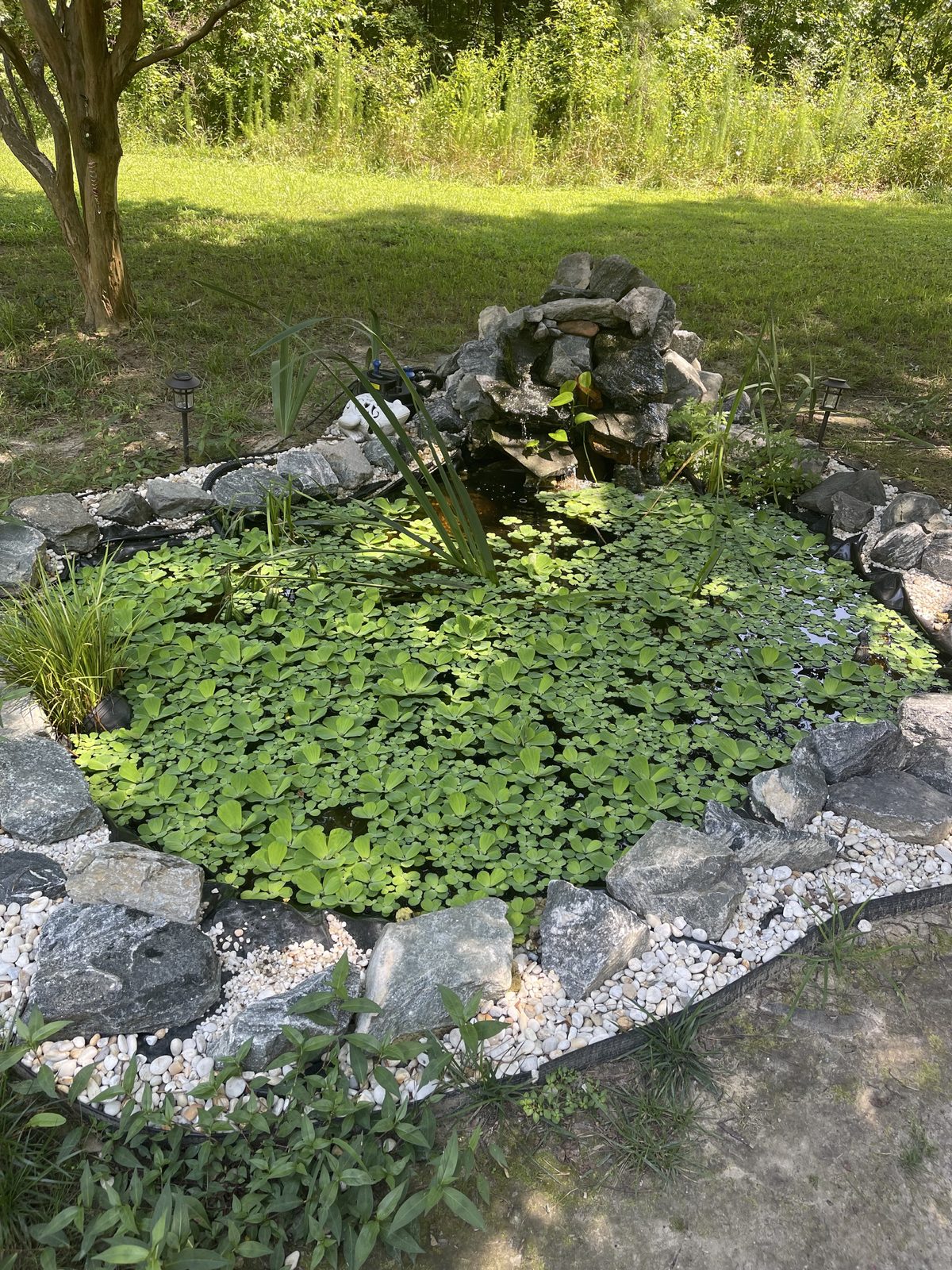 Pond build — planted and filled (water garden finish).
